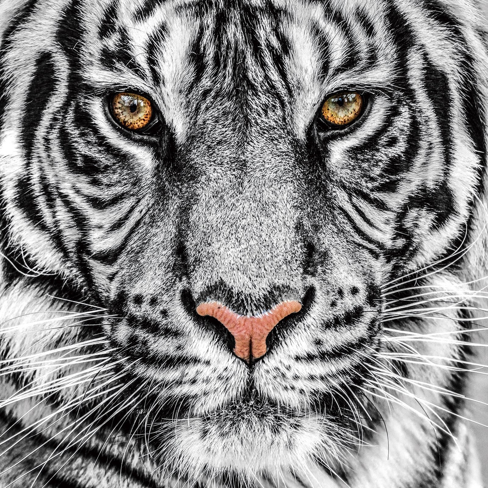 Foto Glas Art - Witte tijger, 80x80 cm prachtig voor in de woon en of slaapkamer, inclusief ophang materiaal. 2 file 182
