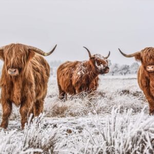 Foto Glas Art – 3 Schotse Hooglanders in de witte weilanden , 80x120cm, multi-gekleurd, prachtig voor in de woon en of slaapkamer, inclusief ophang materiaal.
