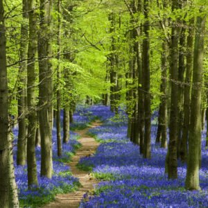 Poster – Blauw Pad door het Bos, Premium Print