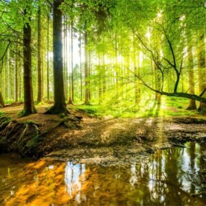 Fotobehang – Mooi boslandschap in de lente, 11 maten, verwen je muren, incl behanglijm, Premium Print