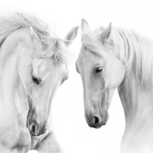 Fotobehang - Twee Schimmels, Paarden, zwart/wit, premium print, inclusief behanglijm