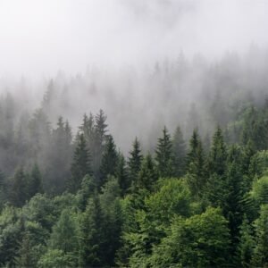 Fotobehang – Bomen in de mist, Bos, groen/grijs, Vinyl behang, 11 maten, Premium Print, inclusief behanglijm, eenvoudig aan te brengen