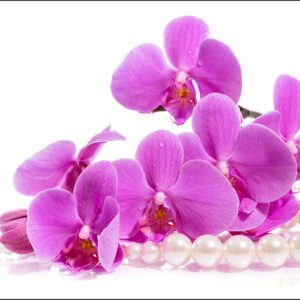 Fotobehang – bloemen en Parels, te koop in 11 maten, Premium print, incl behanglijm