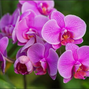 Fotobehang – Roze Orchidee Bloesems, in 11 maten te koop, premium print, incl behanglijm