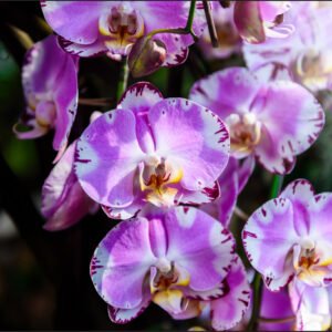 Fotobehang – Prachtige Orchideeën, Paars, in 11 maten te koop, inclusief behanglijm