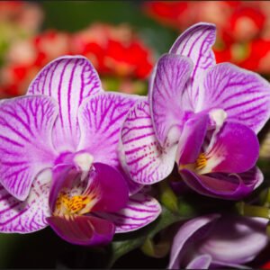 Fotobehang – Prachtige Orchidee, Paars, in 11 maten, Premium print, incl behanglijm
