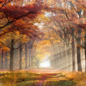 Schilderij – Herfstpad, Prachtige doorgang door het Bos, Premium Print, Wanddecoratie
