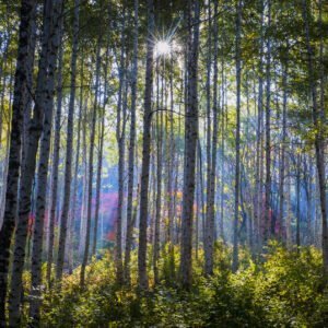 Schilderij – Herfstlandschap van het Berkenbos, Premium print, Wanddecoratie