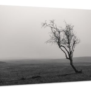Schilderij – Eenzame Boom in zwart/wit, Premium Print, Wanddecoratie