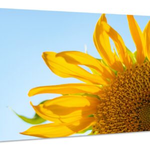 Schilderij – Zonnebloem in Close up, Geel, blauw, premium print, wanddecoratie