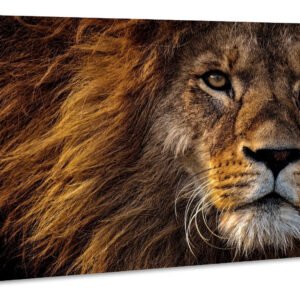 Schilderij – Leeuw in Close-up, wanddecoratie, Premium Print