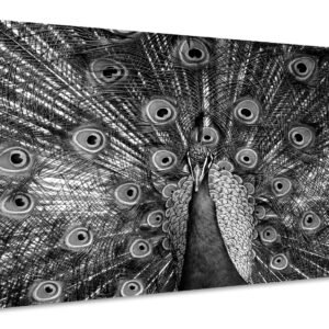 Schilderij – Trotse Pauw in zwart/wit, Premium Print, Wanddecoratie
