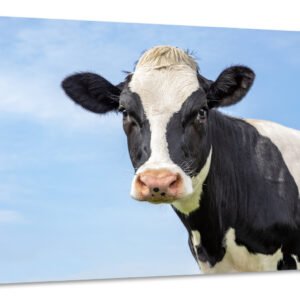 Schilderij – Koe kijkt in de camera, Hollands tafereel, Premium Print,
