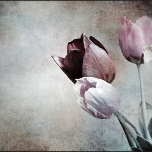 Fotobehang – Vintage Tulpen, prachtig aan de wand, te koop in 11 maten, incl behanglijm