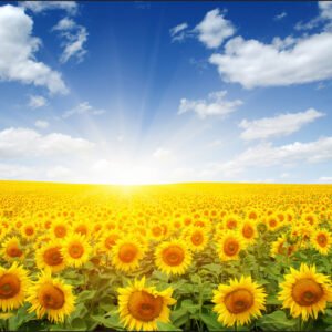 Fotobehang - Veld met bloeiende Zonnebloemen, geel/blauw, te koop in 11 maten, incl behanglijm