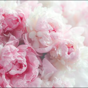 Fotobehang – Bloeiende Pioenrozen, Roze, prachtig aan de wand, in 11 maten te koop, incl behanglijm