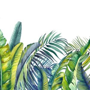 Fotobehang – Groene en blauwe tropische planten, in 11 maten te koop, incl behanglijm