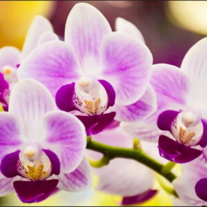 Fotobehang – Prachtige Orchidee, Rust in je huiskamer, te koop in 11 maten, incl behanglijm