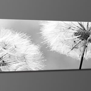 Schilderij – Paardenbloem in zwart/wit, 120x40cm. incl ophang haakjes