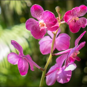 Fotobehang – Prachtige Orchidee, sierraad voor aan de muur, in 11 maten te koop, incl behanglijm