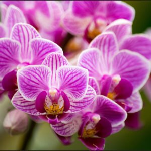 Fotobehang – Prachtig boeketje Orchideeën, in 11 maten, Premium Print, Incl Behanglijm