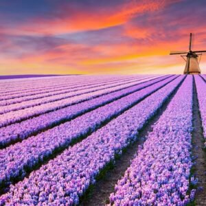 Schilderij - Paars bloemenveld in Holland, panorama, 2 maten