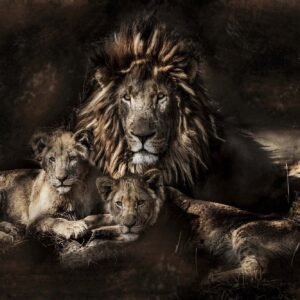 Foto Glas Art -Leeuw met zijn welpen, 80x120cm, prachtig voor in de woon en of slaapkamer, inclusief ophang materiaal